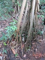 De wandelende boom