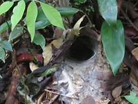 Het ondergrondse nest van een tarantula