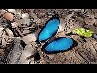 Blue Morpho in slow motion