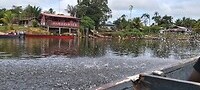 Parbo bier - hét bier van Suriname. Onderweg naar Atjoni.