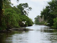 Witte reigers