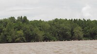 Flamingo's op Bigi Pan
