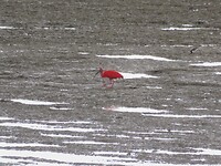 Rode ibis