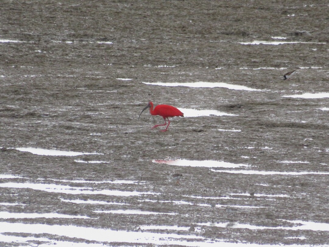 Rode ibis