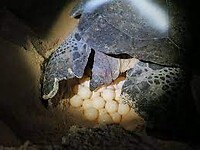 Groene zeeschildpad legt eieren