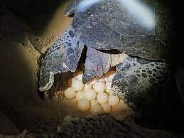 Groene zeeschildpad legt eieren