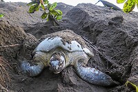 Groene zeeschildpad in haar nest