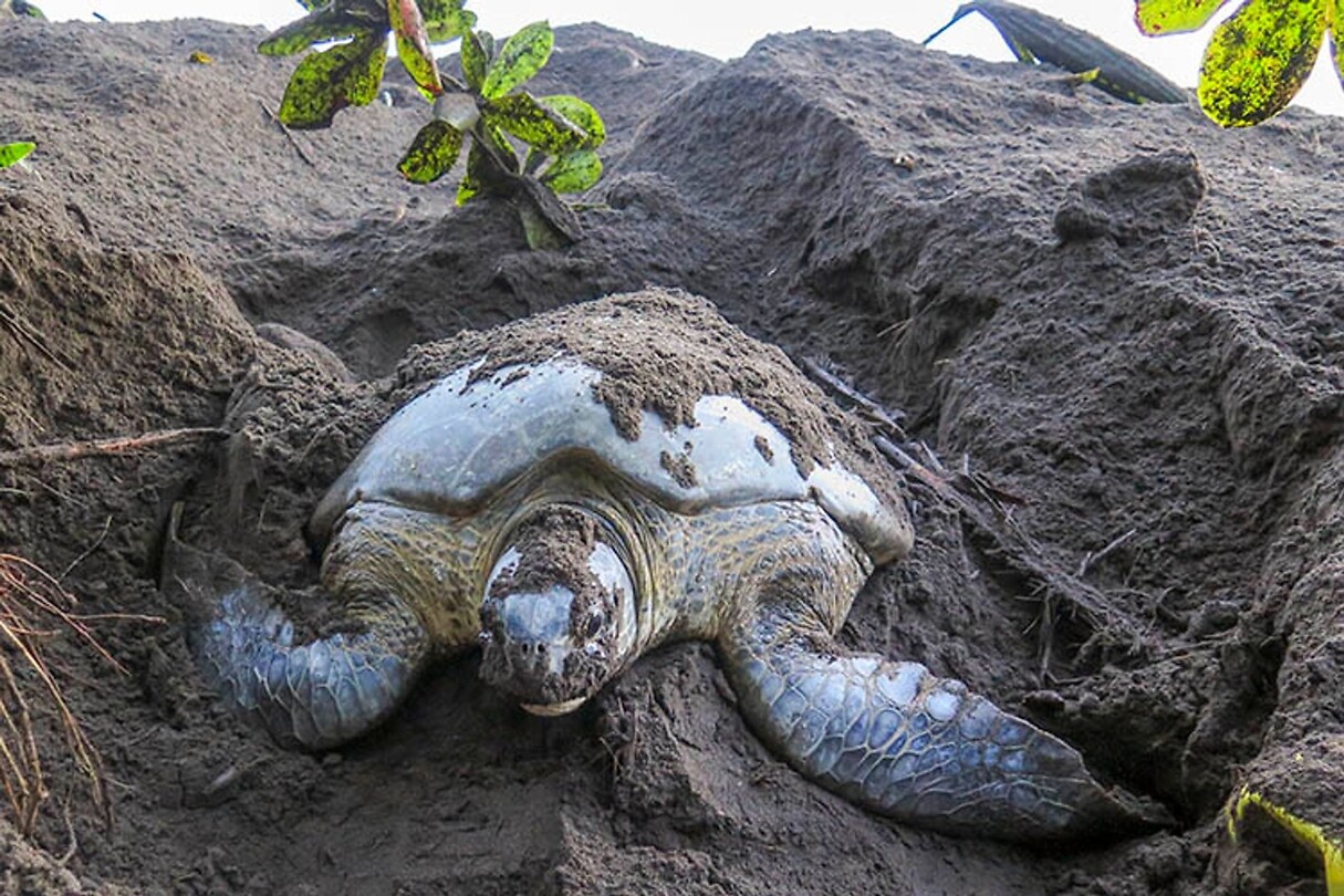 Groene zeeschildpad in haar nest