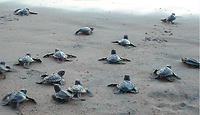 Kleine schildpadjes op weg naar zee