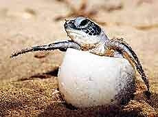 Schildpadje kruipt uit het ei