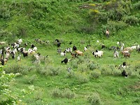 Rondlopende feta-kaas