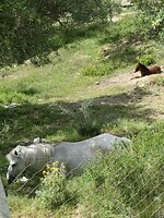 Paarden onderweg