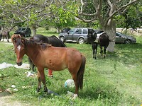 Paarden onderweg