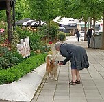 Straathonden bij de vleet, in Albanië