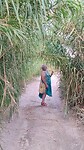 Wandeling door de bamboe jungle