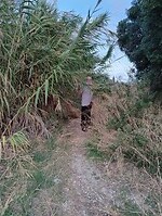 Wandeling door de bamboe jungle