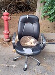 Poes op bureaustoel Rhodos