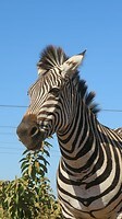 Zebra