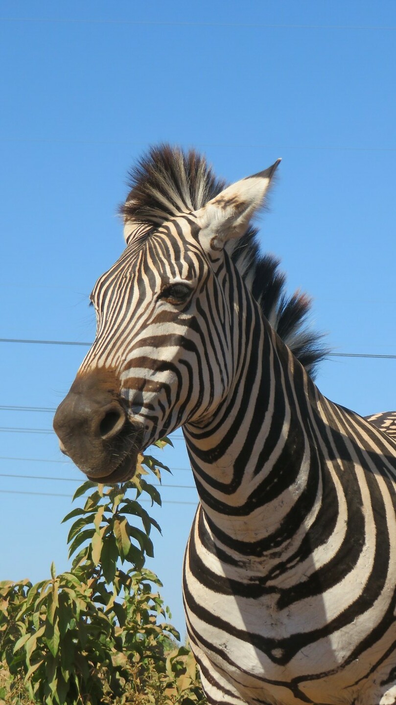 Zebra