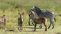 Zebra en waterbok