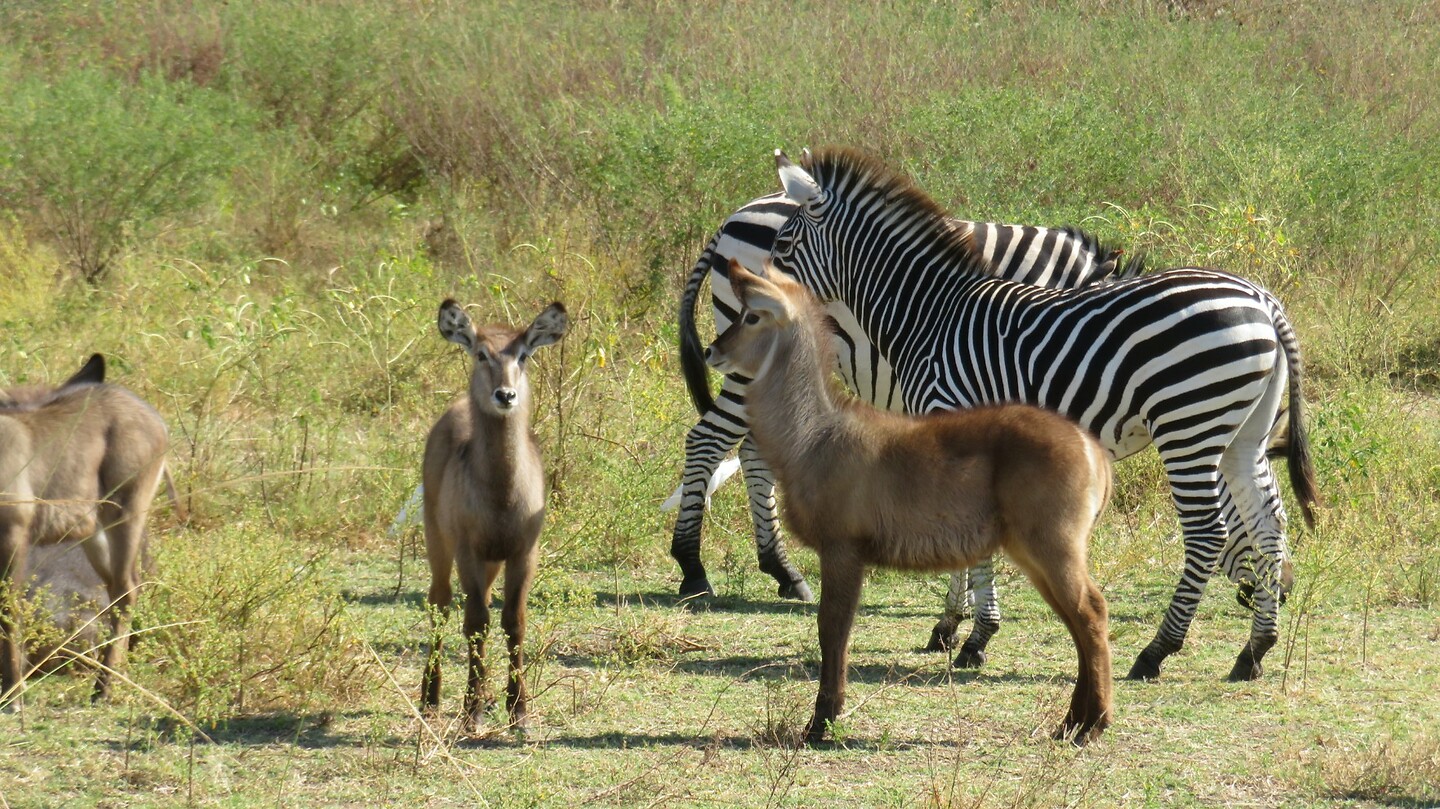 Zebra en waterbok