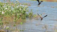 Watervogels