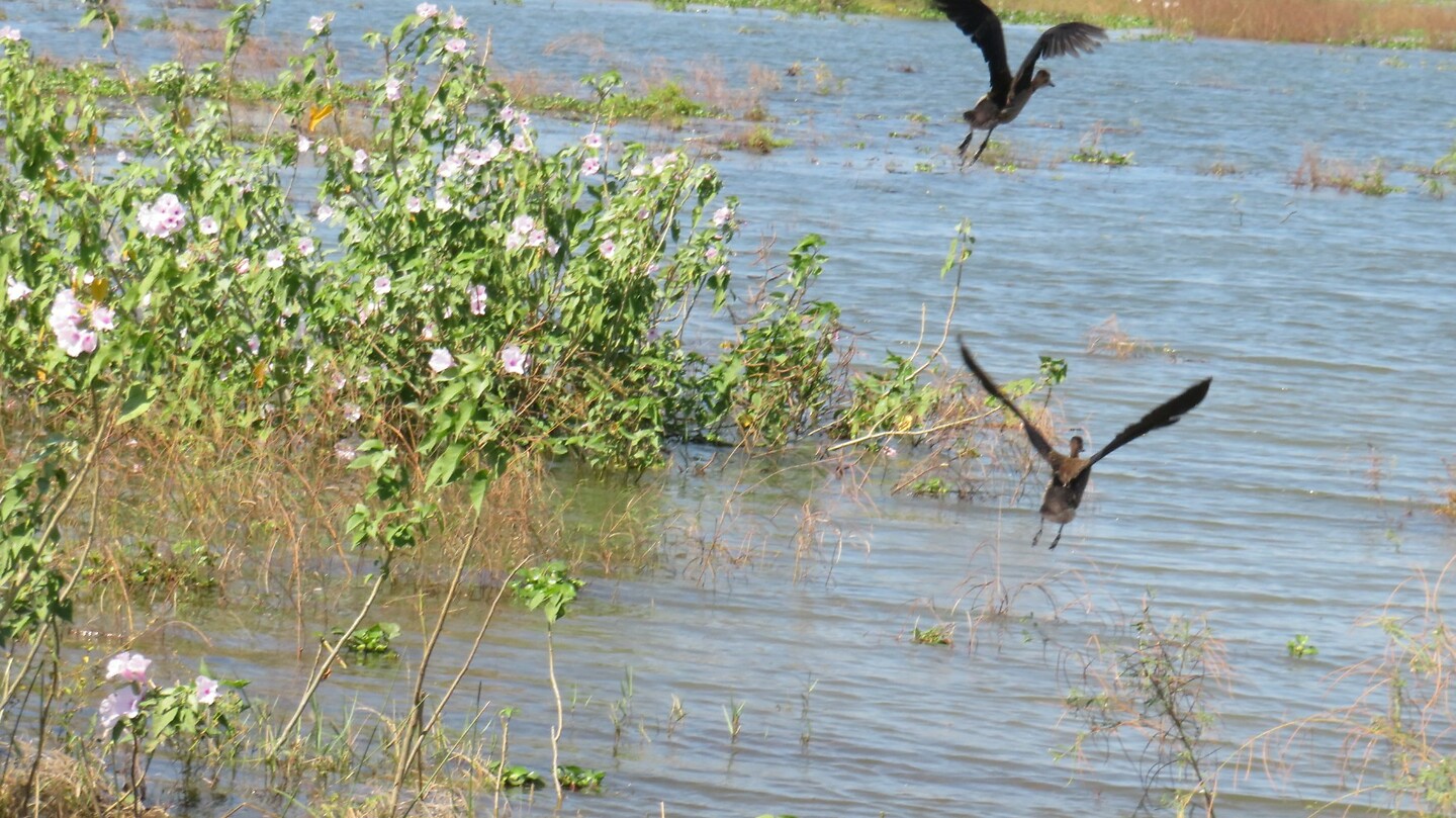 Watervogels