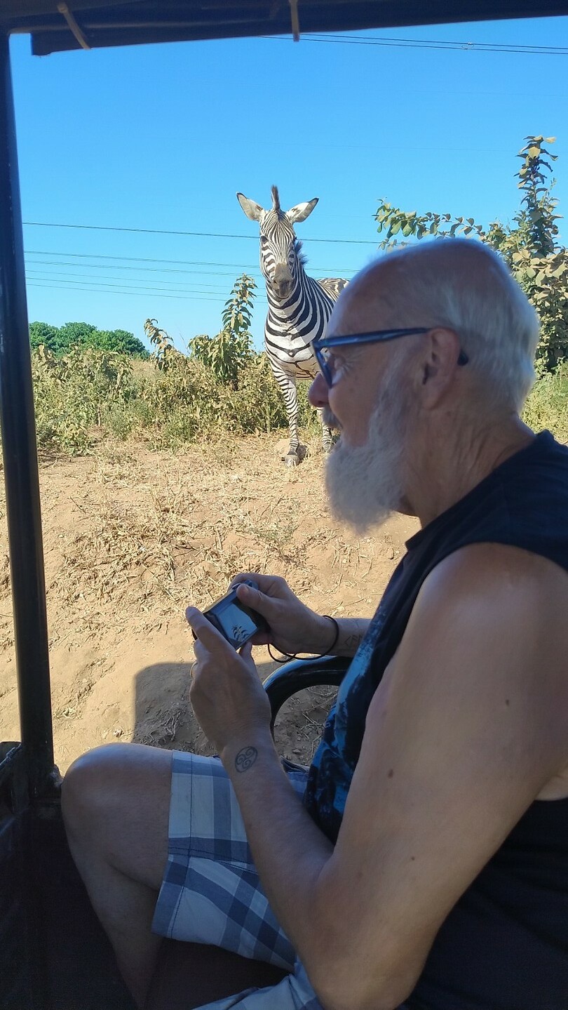 Zebra
