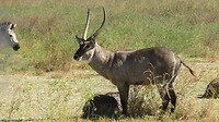 Waterbok mannetje
