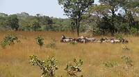 Zebra's en gnoes