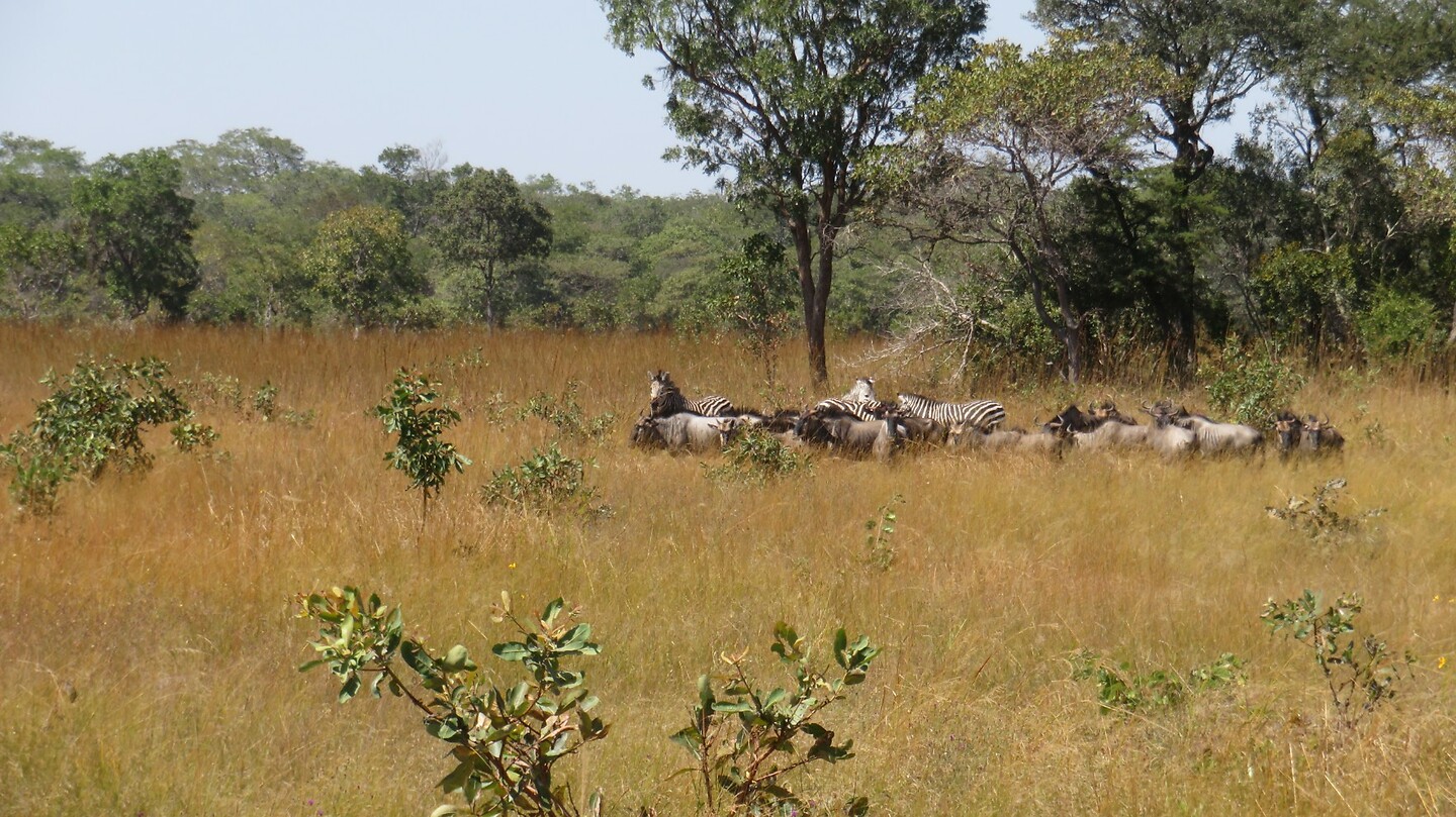 Zebra's en gnoes