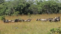 Zebra's en gnoes, wat dichterbij
