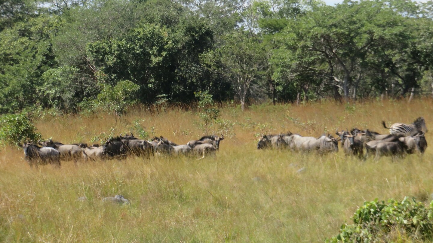 Zebra's en gnoes, wat dichterbij