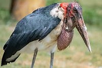 afrikaanse maraboe