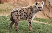 spotted hyena