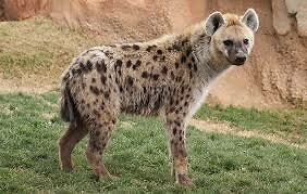 spotted hyena