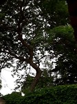 🌳🌴