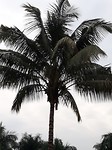 Coconut tree