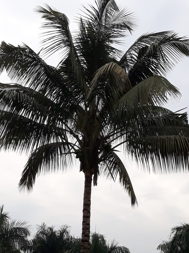 Coconut tree