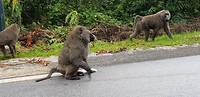 Baboens onderweg