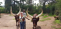 Me and the cow