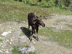Moose