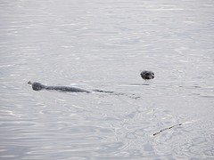 Zeehondjes