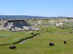 Bisons