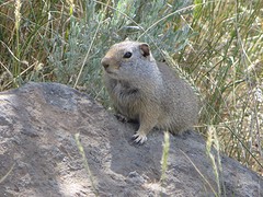 Prairie dog