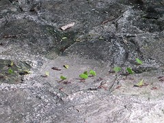 Palenque bladsnijders
