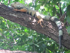 Leguaan
