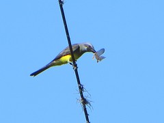 Insectenverdelger