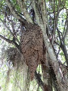 Nest