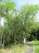 Bamboe